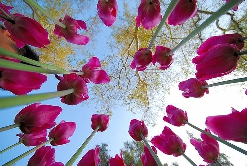Tulips Reach for the Sky