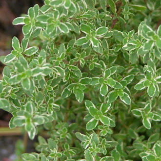 Herb of the Month – Lemon Thyme