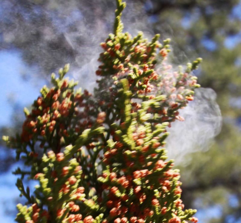 Polymath at Large Signs of Spring 6 pollen