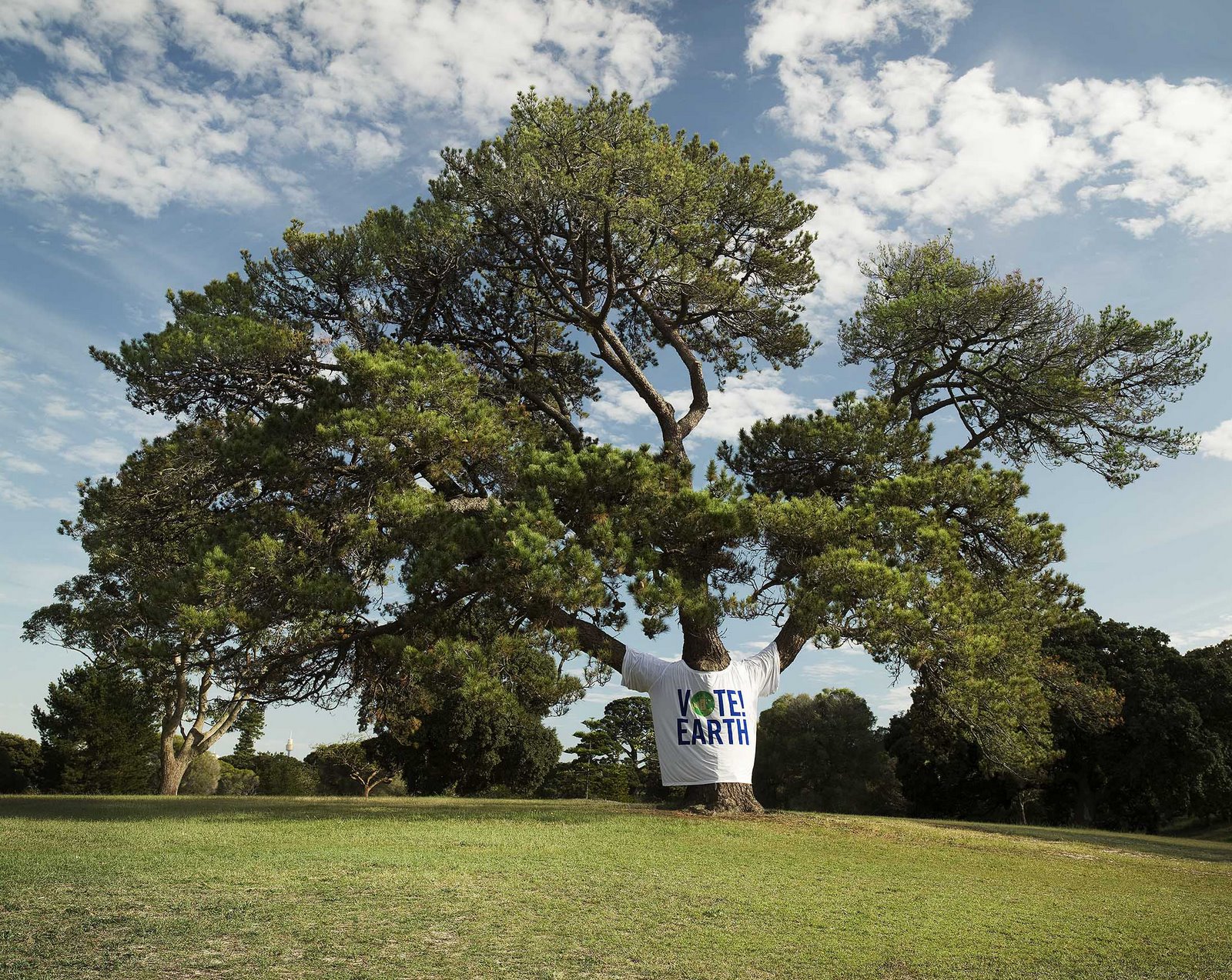 [20528_Tree_wide.jpg]