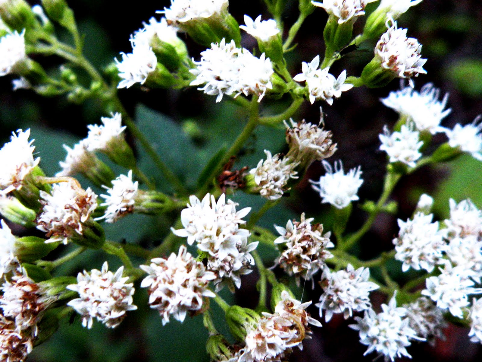 My Art Gallery Spattered white flowers similar to babys breath
