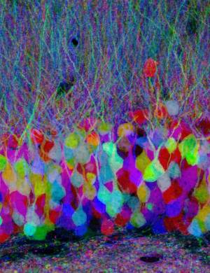 [neurônios+coloridos+-+trama+cerebral.jpg]