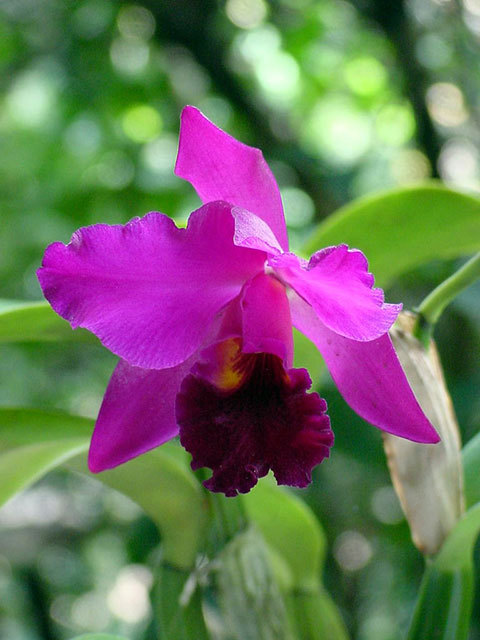[orquídea.jpg]