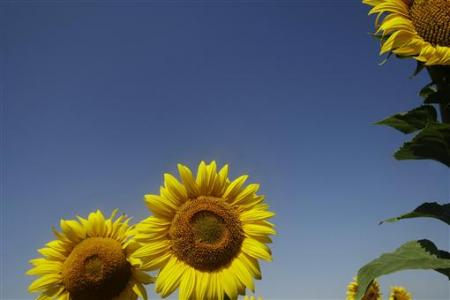 [sunflower+girassol.jpg]
