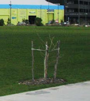 Dead tree at Waitangi Park
