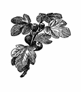 [6B321-fig-leaf.gif]