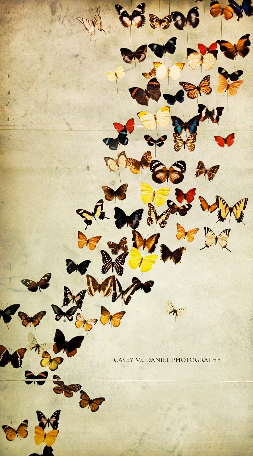 [Butterflies-LIKE+cropped+texture+watermark.jpg]