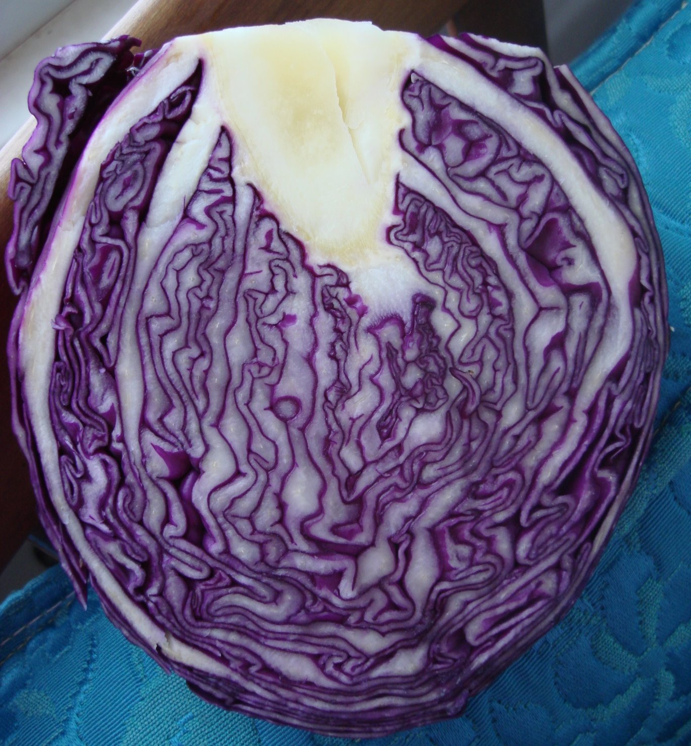 [Beautiful+Cabbage+(4).JPG]