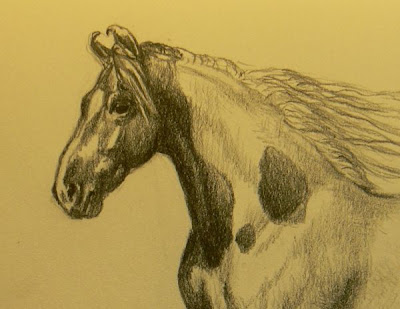 KerryOriginals Gallery: Sketchbook - Marwari Horse