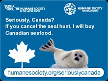 Help Save the Seals