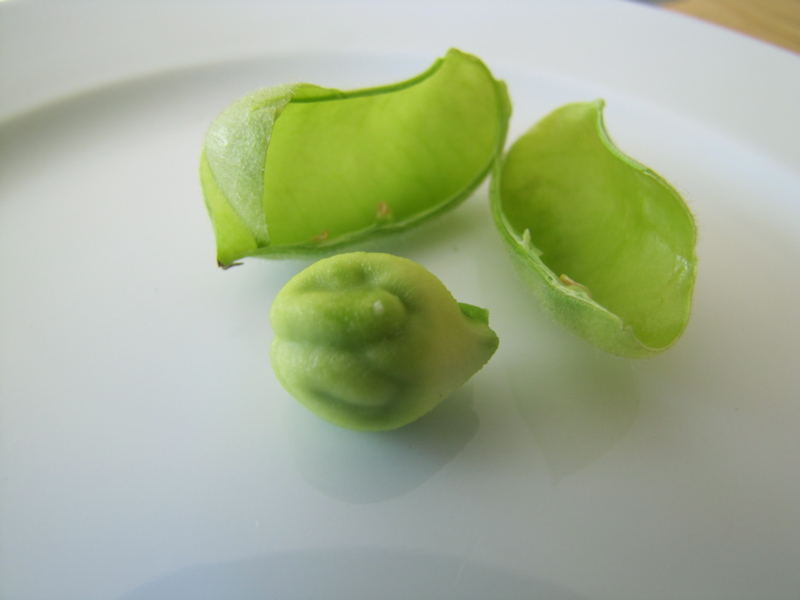 Albion Cooks Fresh Garbanzo beans from the pod