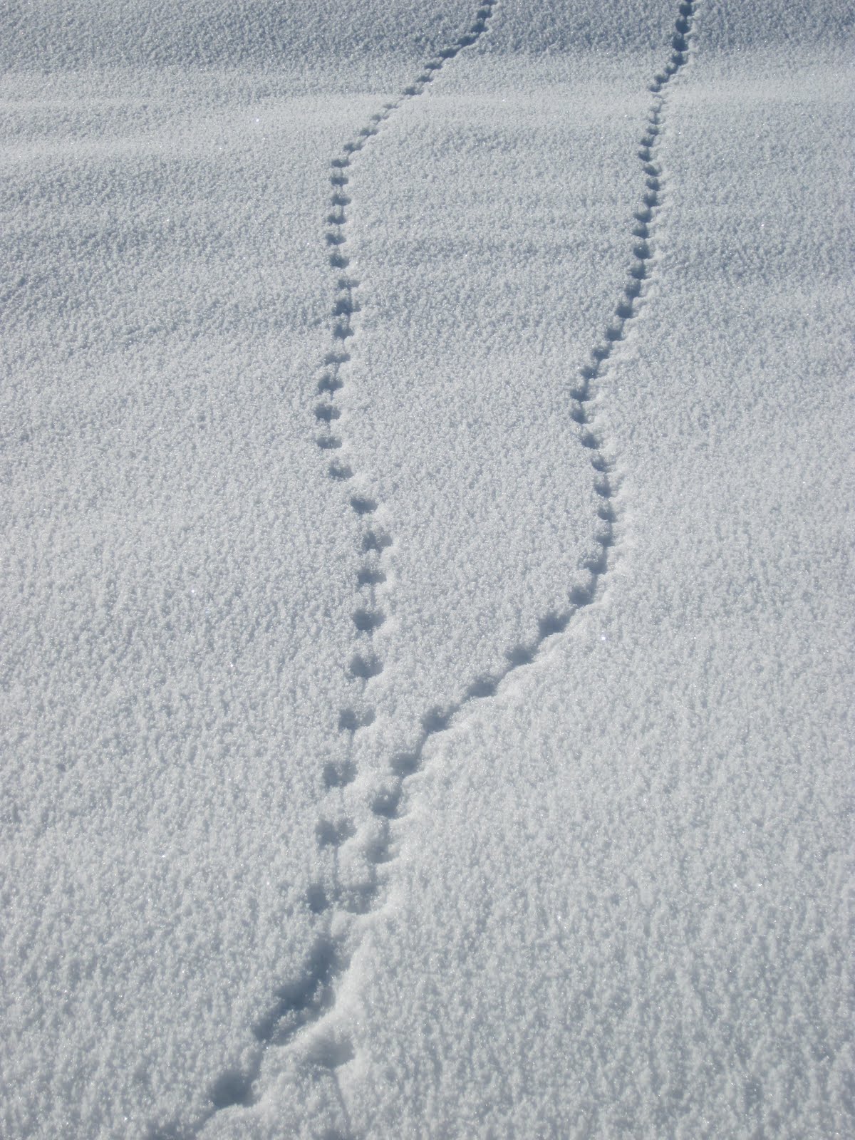 Rodent Rodent Tracks In Snow
