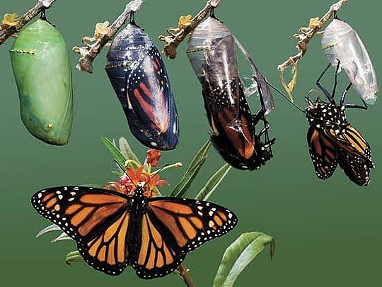 butterfly metamorphosis butterfly metamorphosis