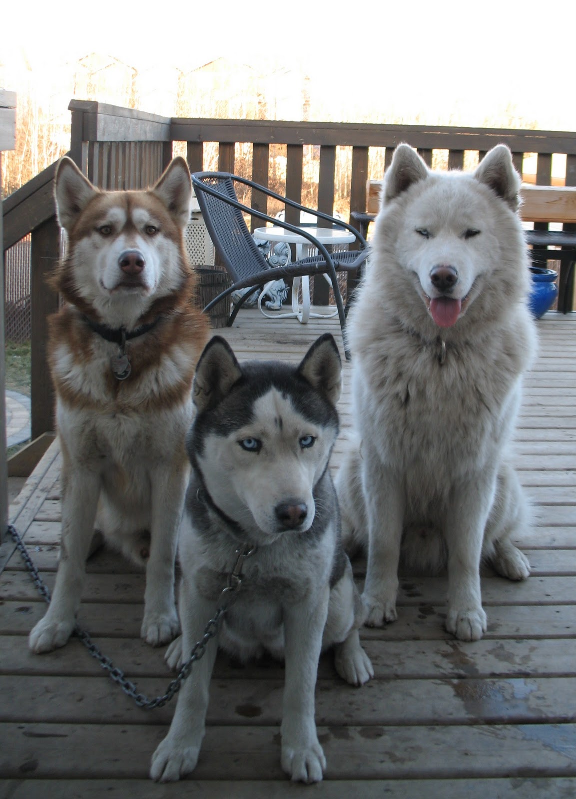 Amado Siberian Huskies Our Pack!