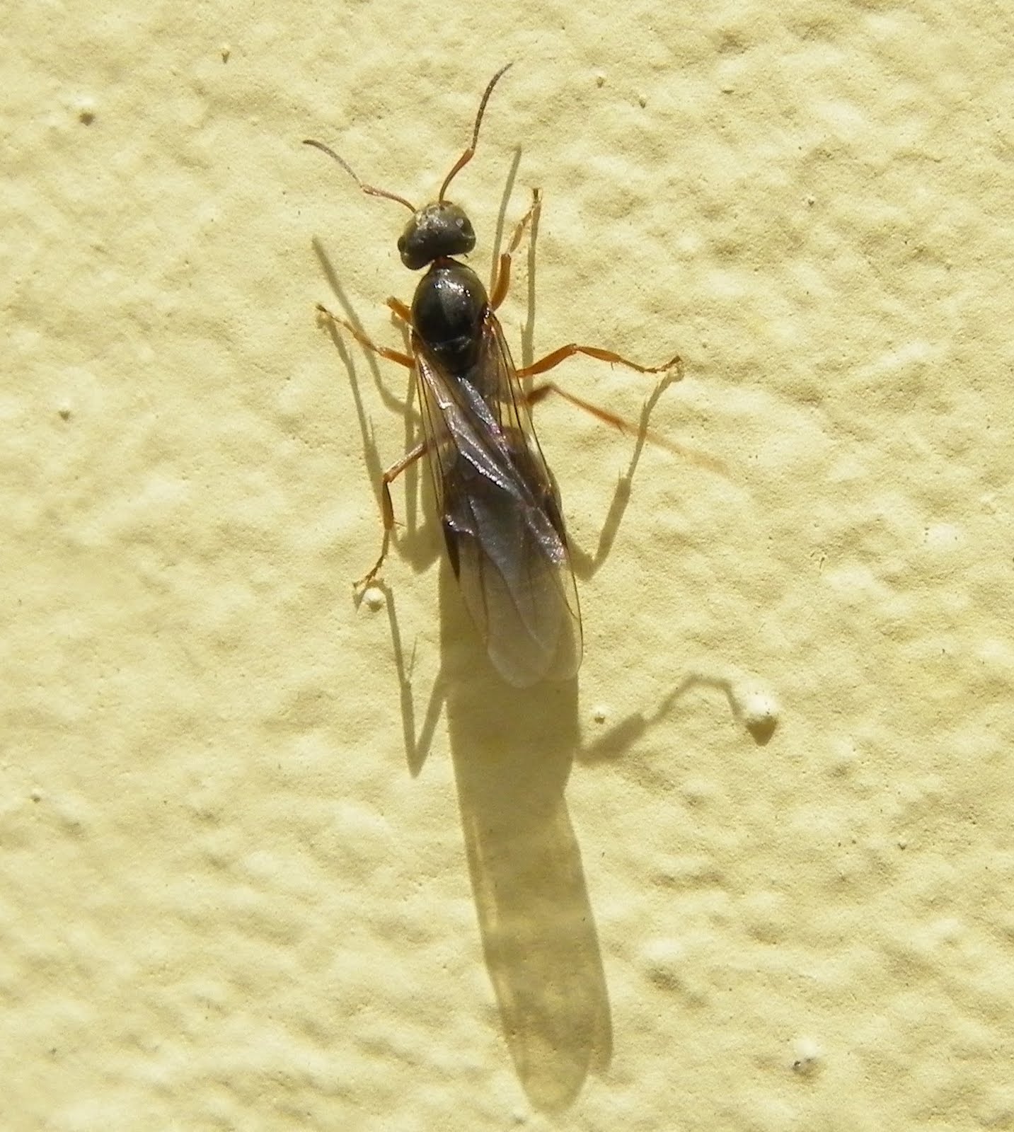 NATURALEZA desde ASTURIAS HORMIGAS con ALAS.
