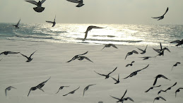 Pigeons on the Beach
