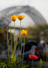 Poppies with Sydney Harbour Bridge backdrop