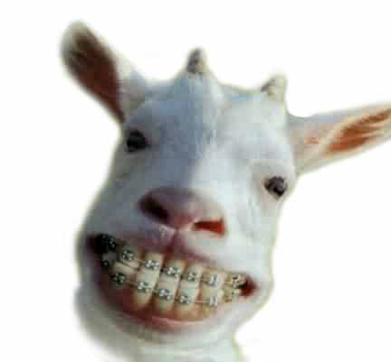 [chevre_dentier.jpg]