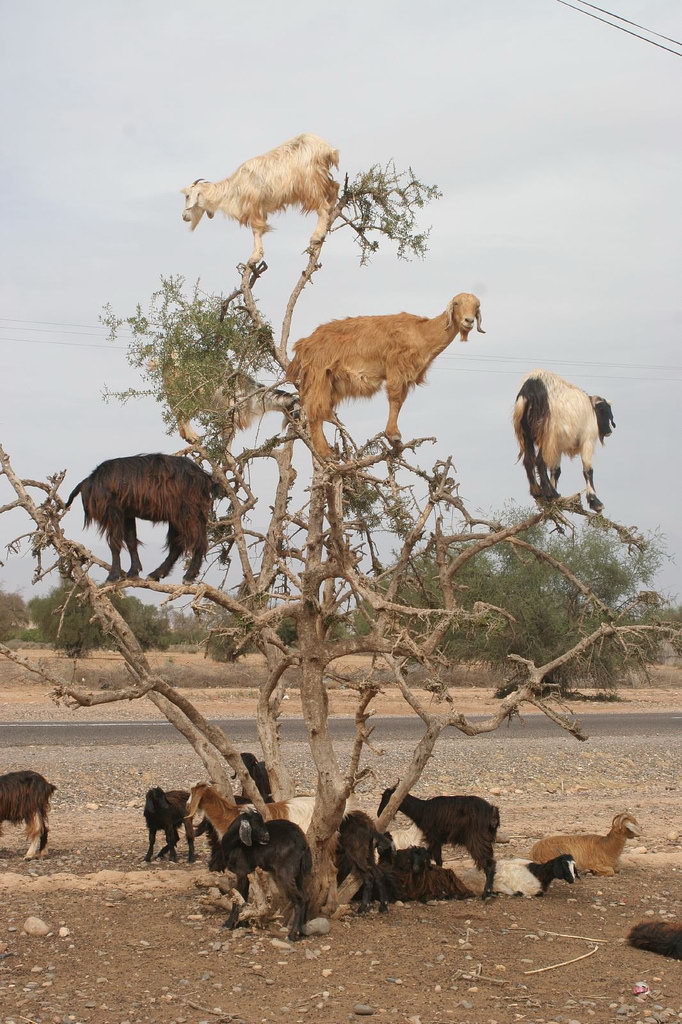 [argan+arvore+das+cabras.jpg]