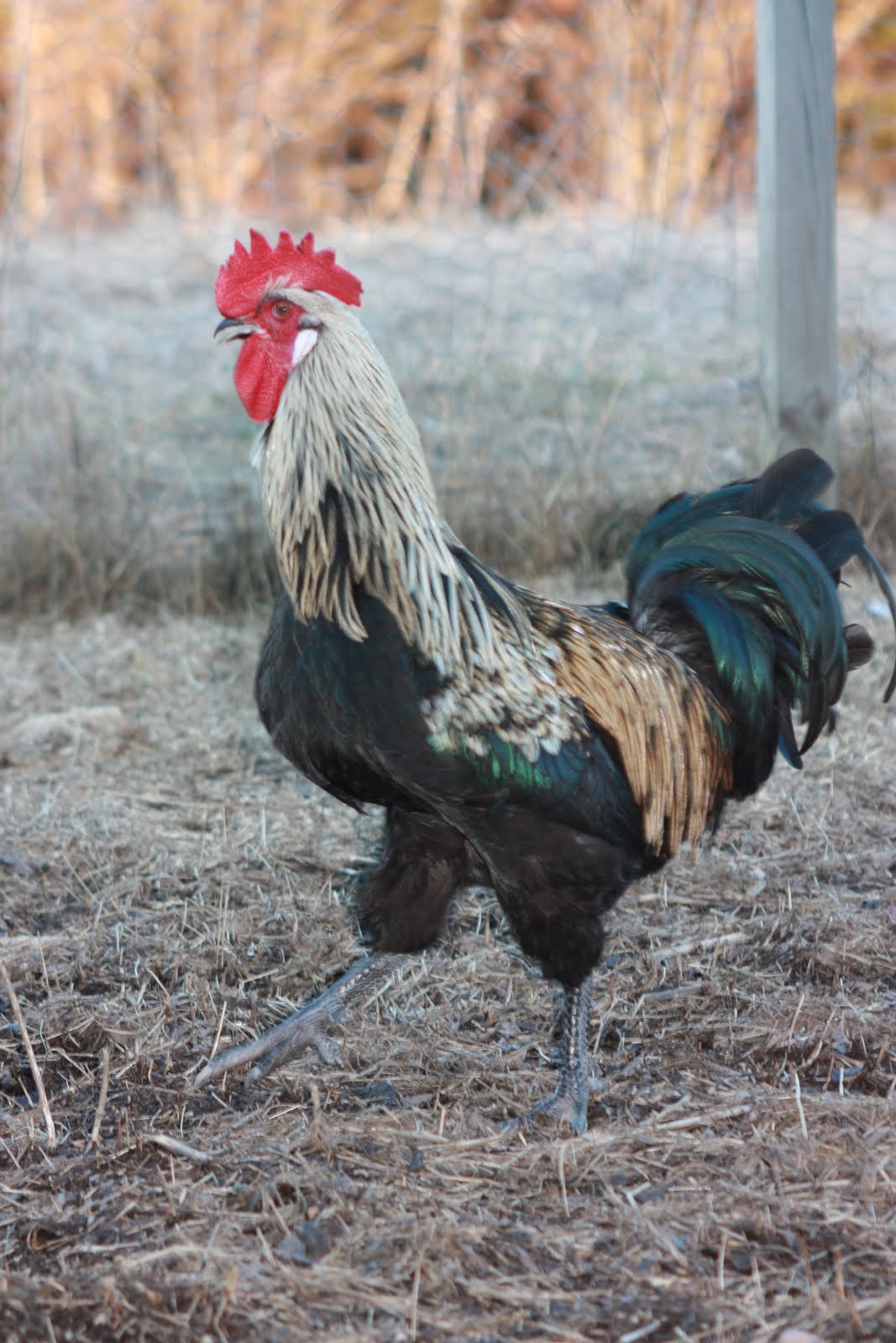 Lesbo istuu kasvot ja ruiskuttaminen