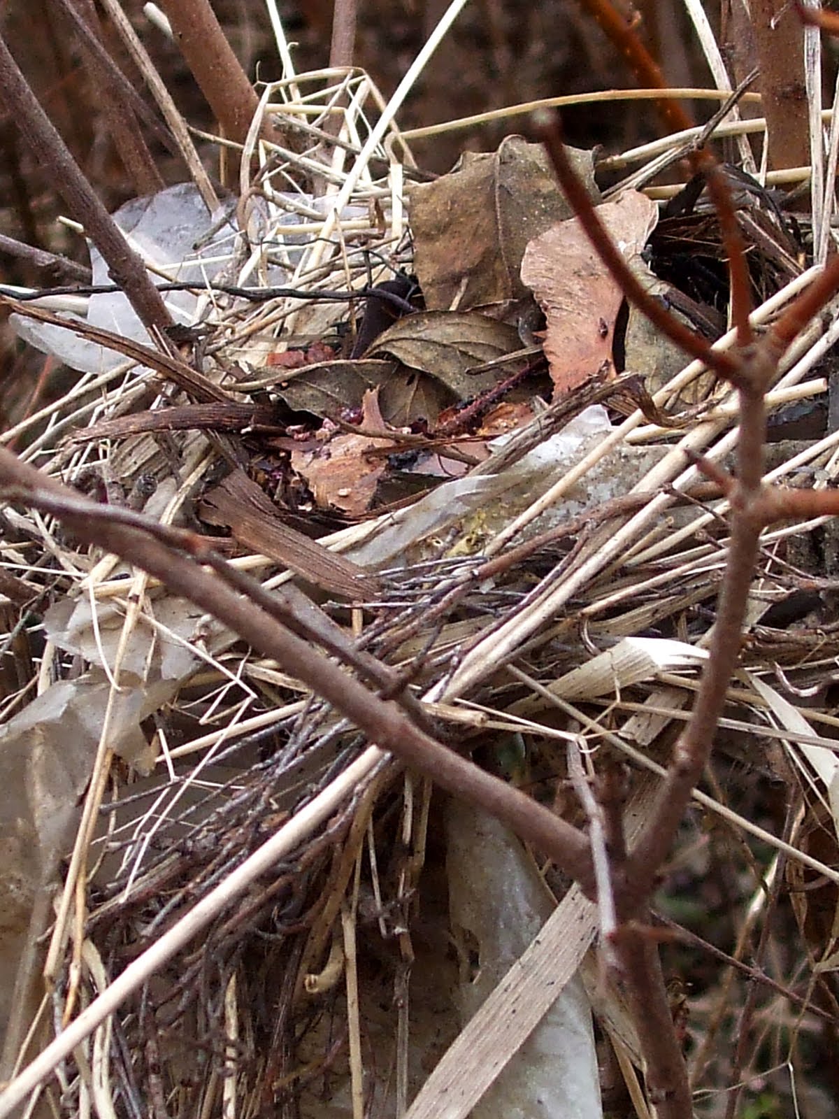 Upstate Girl The Birds Nest...