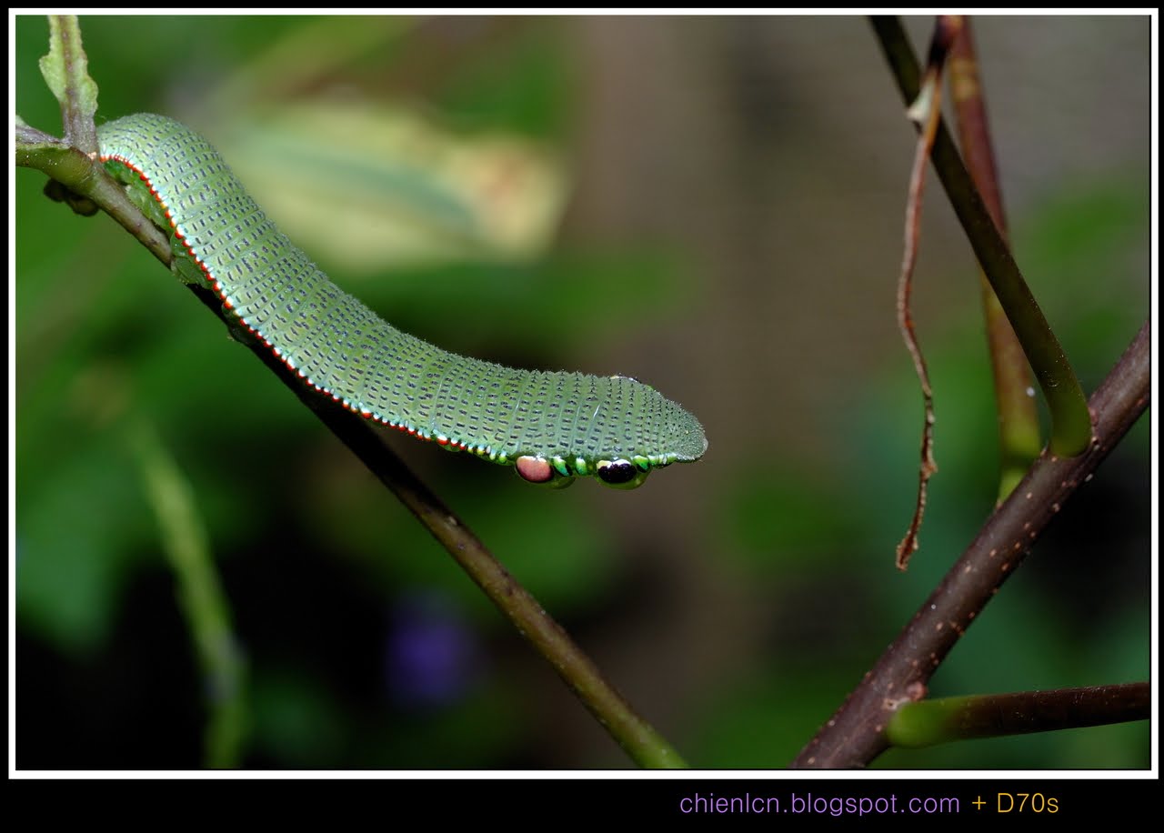 蝶の種類 - アトラス蝶 (Attacus atlas)