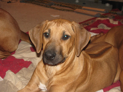 MR Ridgebacks: Our Ridgeback Family