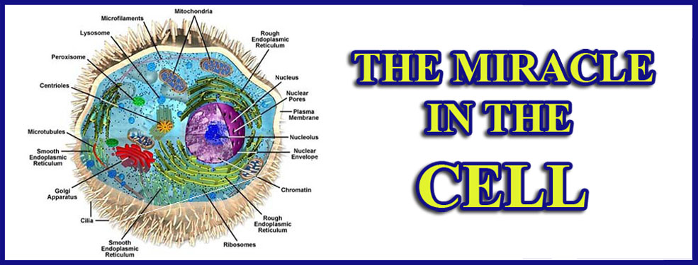 THE MIRACLE IN THE CELL