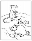 [rats.jpg]