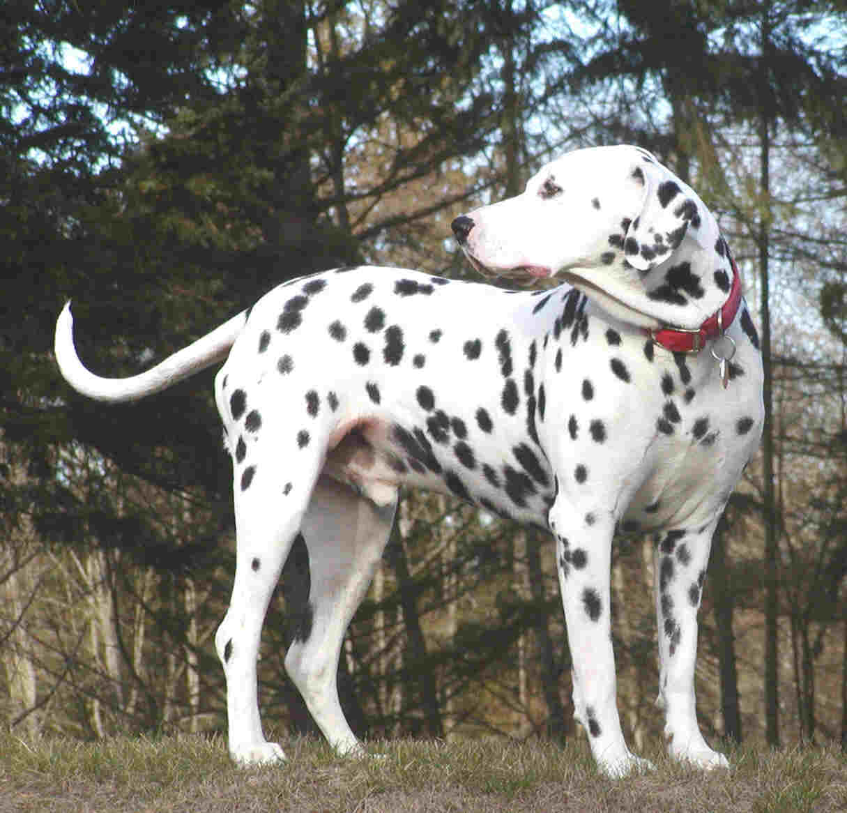 DalmatianPictures of Dogs and All About Dog