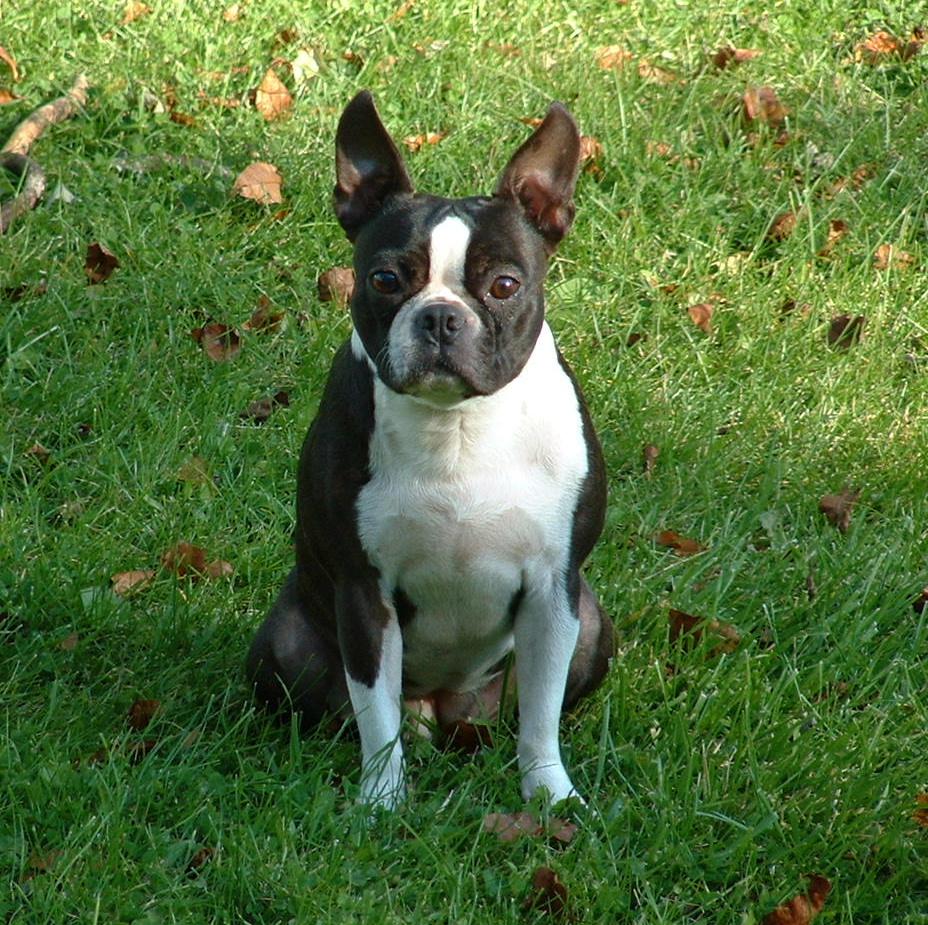 Boston Terrier:Pictures of Dogs and All About Dog