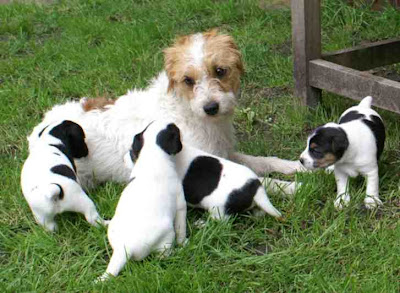 Jack Russell Terrier:Pictures of Dogs and All About Dog
