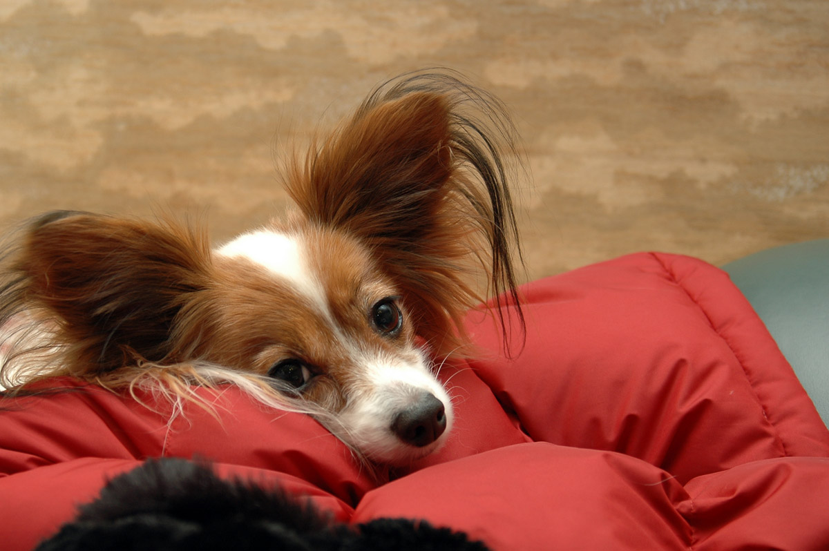 Papillon:Pictures of Dogs and All About Dog