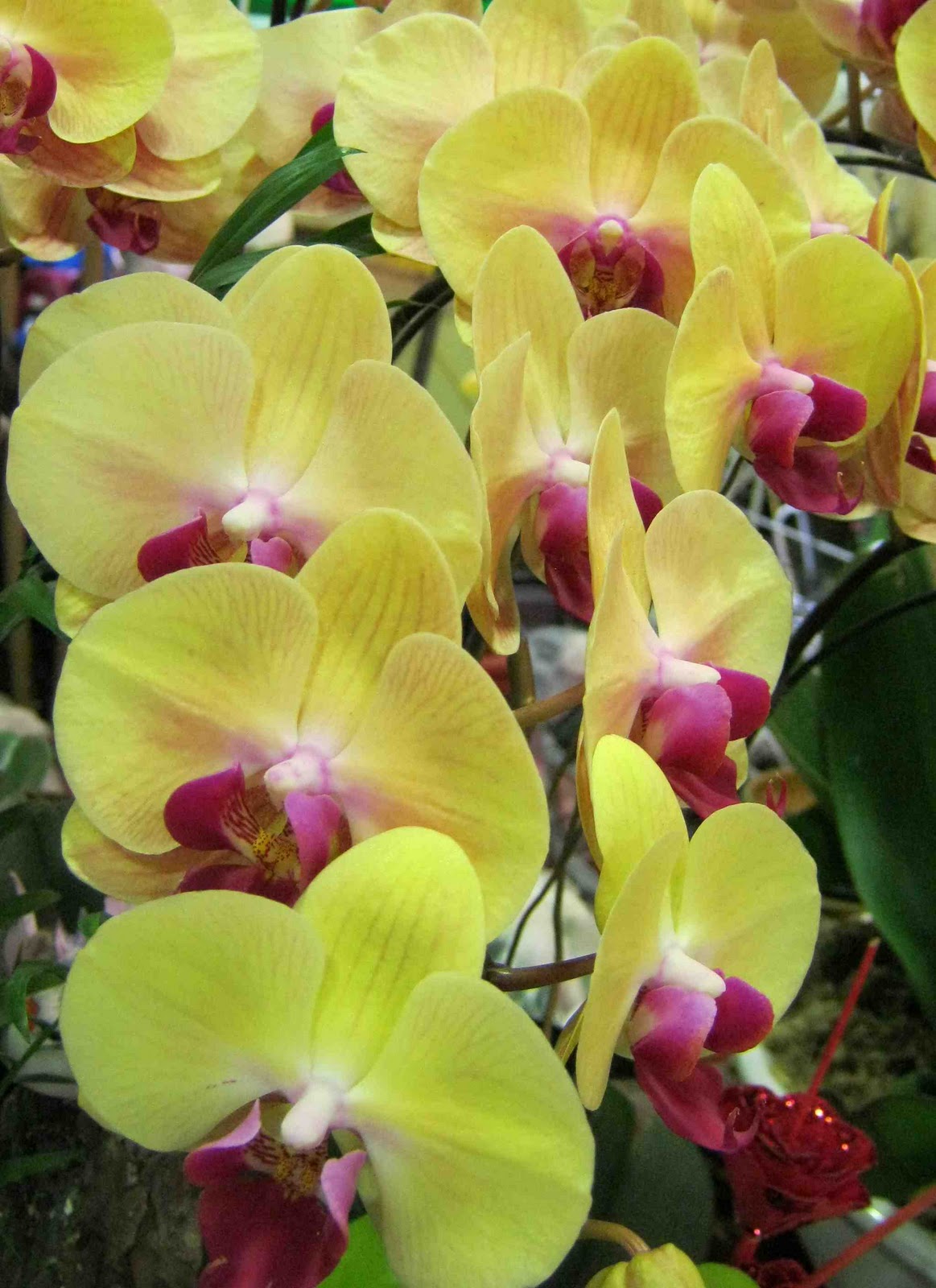 Philippine Gardener Taiwan's Gems Phalaenopsis Orchids, Part 4 (Final)