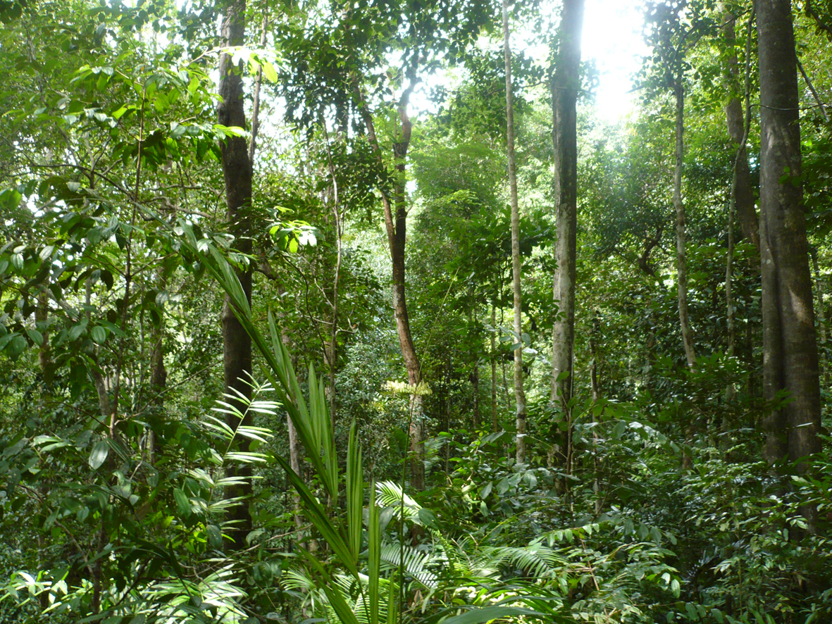 Download this Trek Jungle Brunei Suite picture