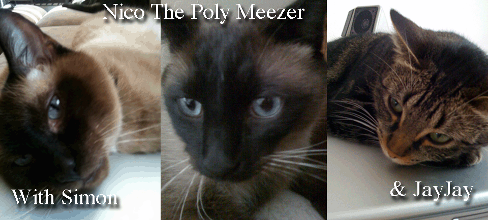 Nico The Poly Meezer