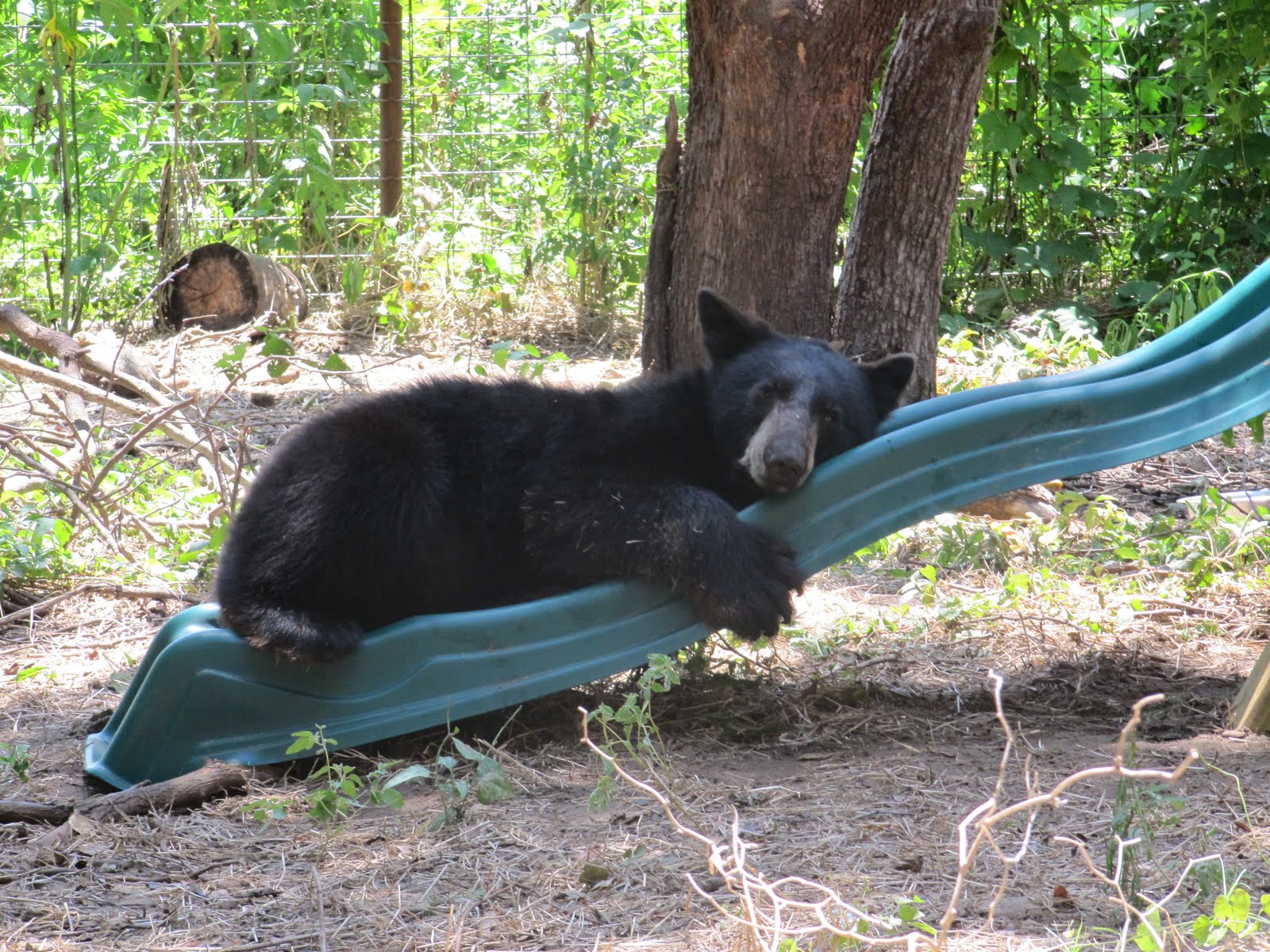IEAS News Jungle Gym for Scooter