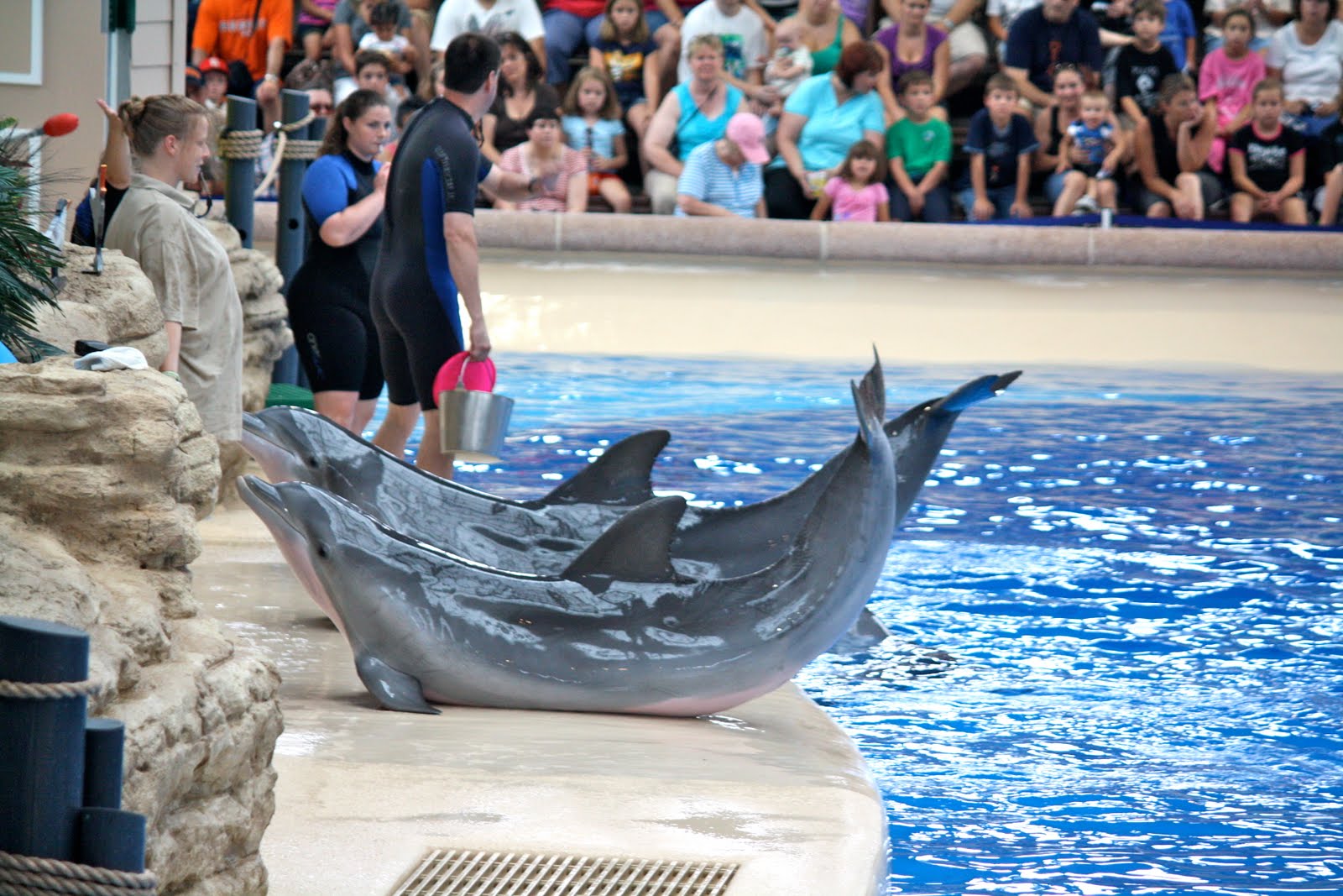 ...tbd... Wordless Wednesday Dolphin Show at Brookfield zoo!