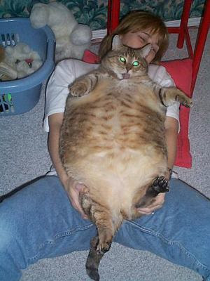 Fattest Cat Ever Guinness Images & Pictures - Becuo