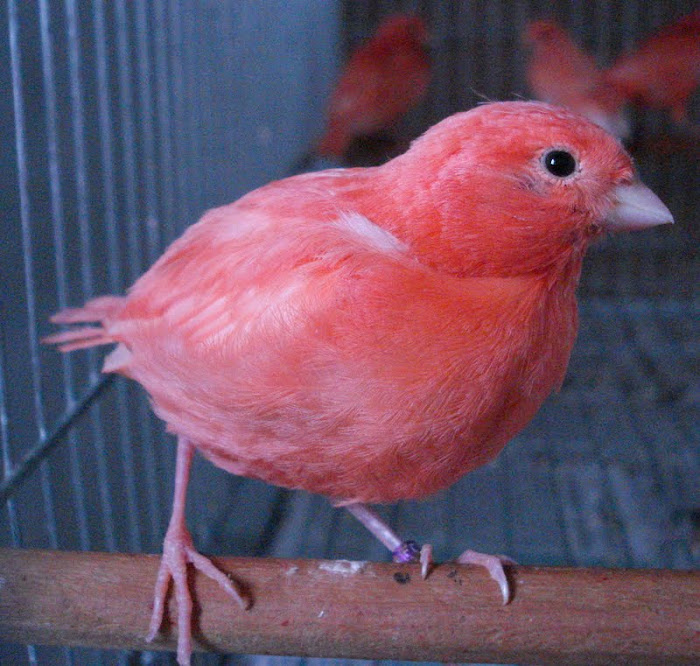 canari frise canari frise