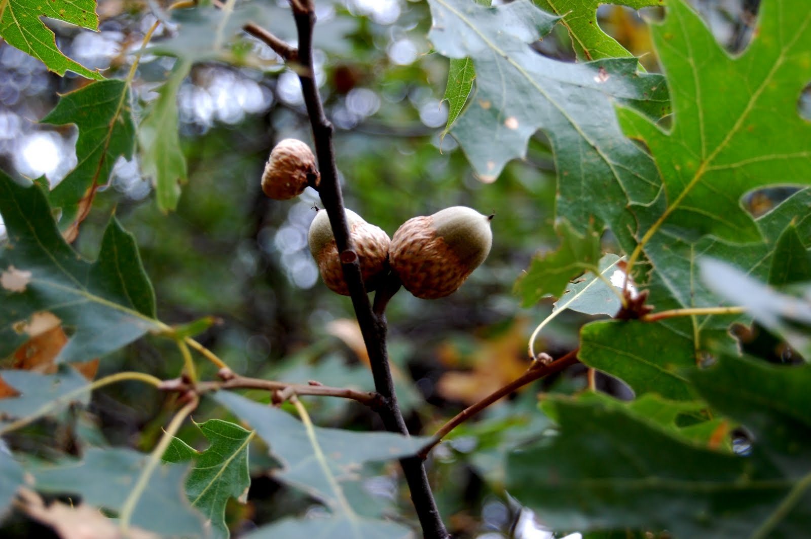 blackoaknaturalist Quercus kelloggii