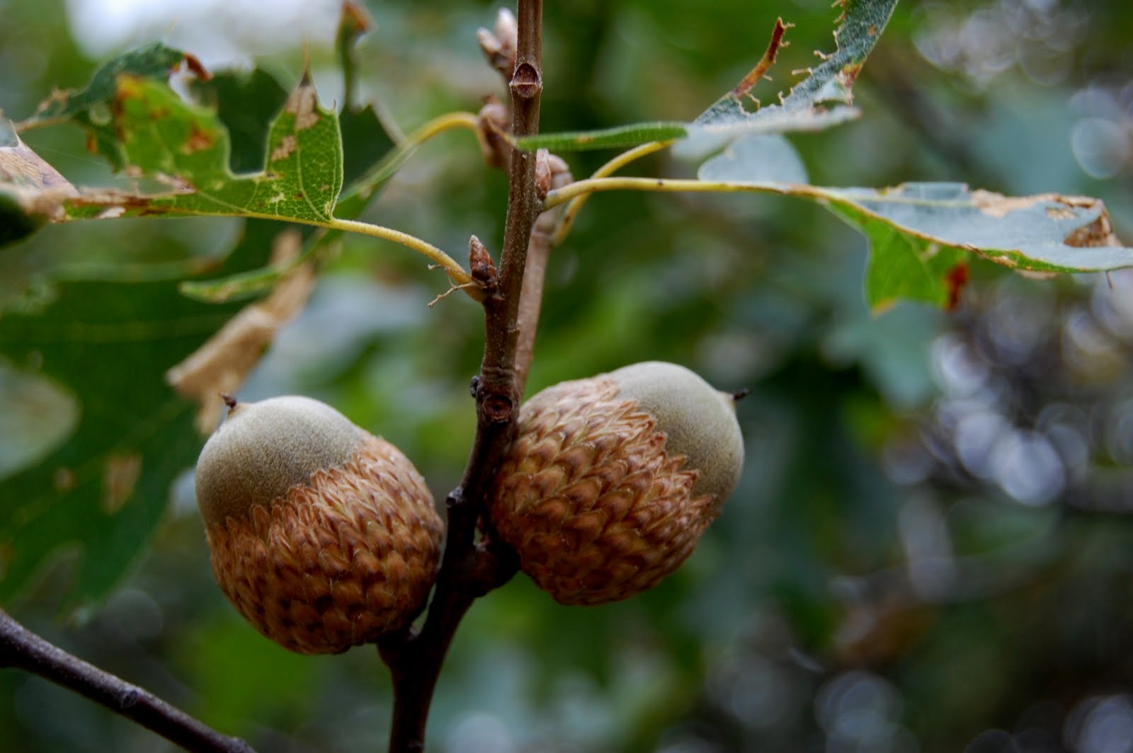 blackoaknaturalist Quercus kelloggii