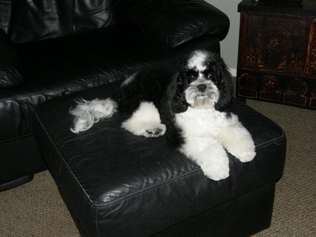 Starlo's Paw Prints: CCA Third Generation American Cockapoo