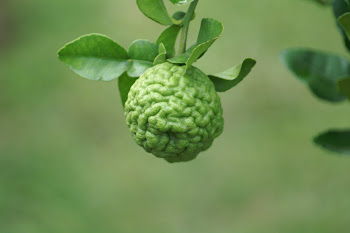 Kaffir Lime
