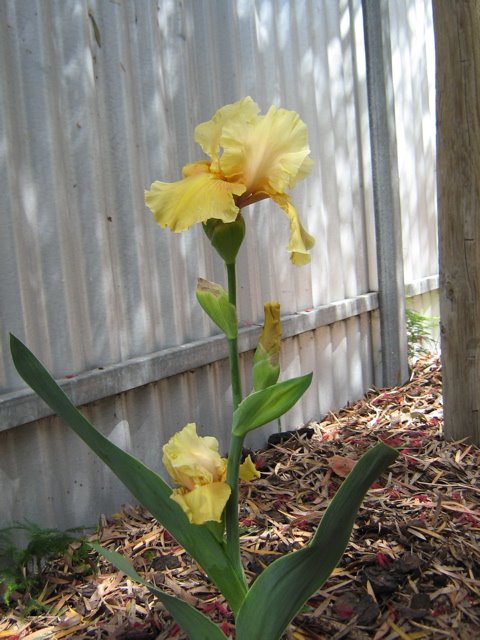 [Yellow+iris,+whole+plant+from+side+flowering.jpg]