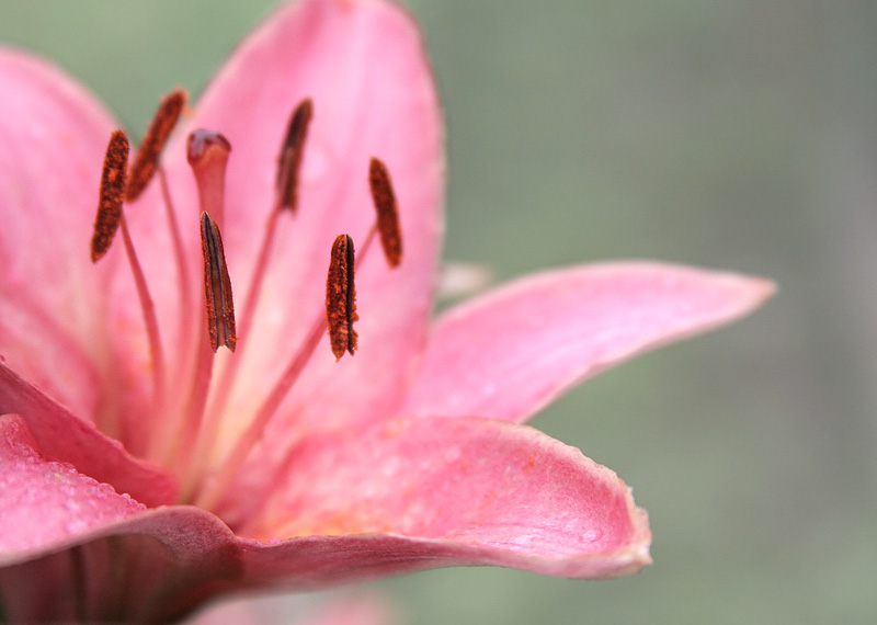 Лилии в розовом/ Lilies in pink.