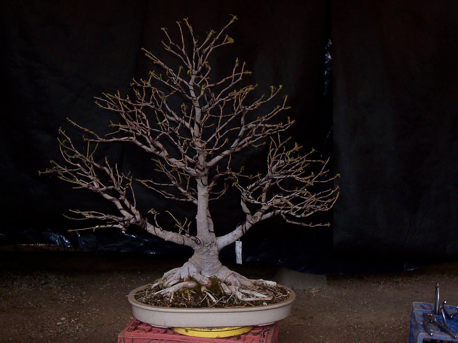 bonsaibp's bonsai blog Ficus defoliation and wiring