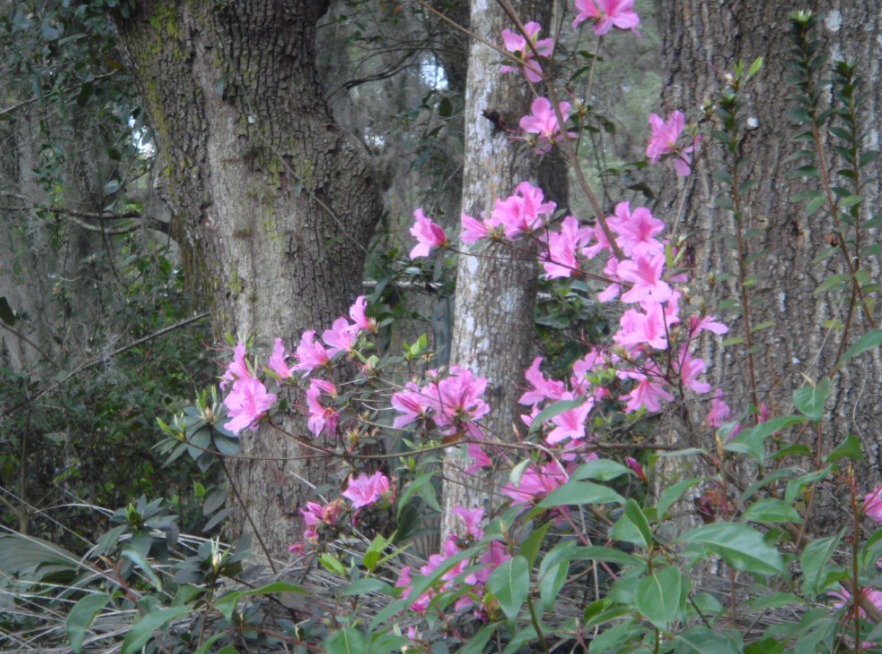 Springtime in Florida