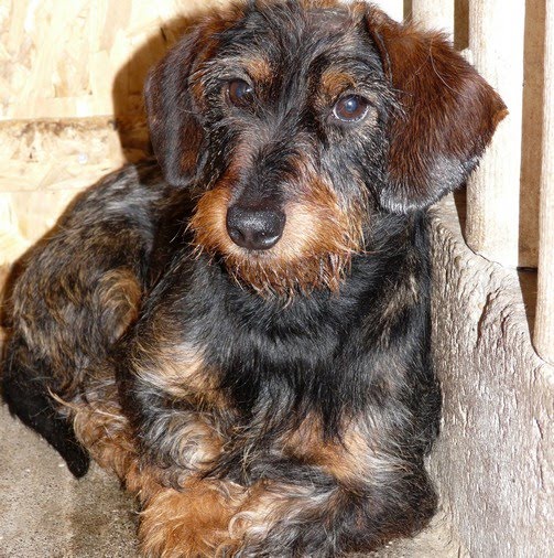 Zizi-20100701-2.jpg