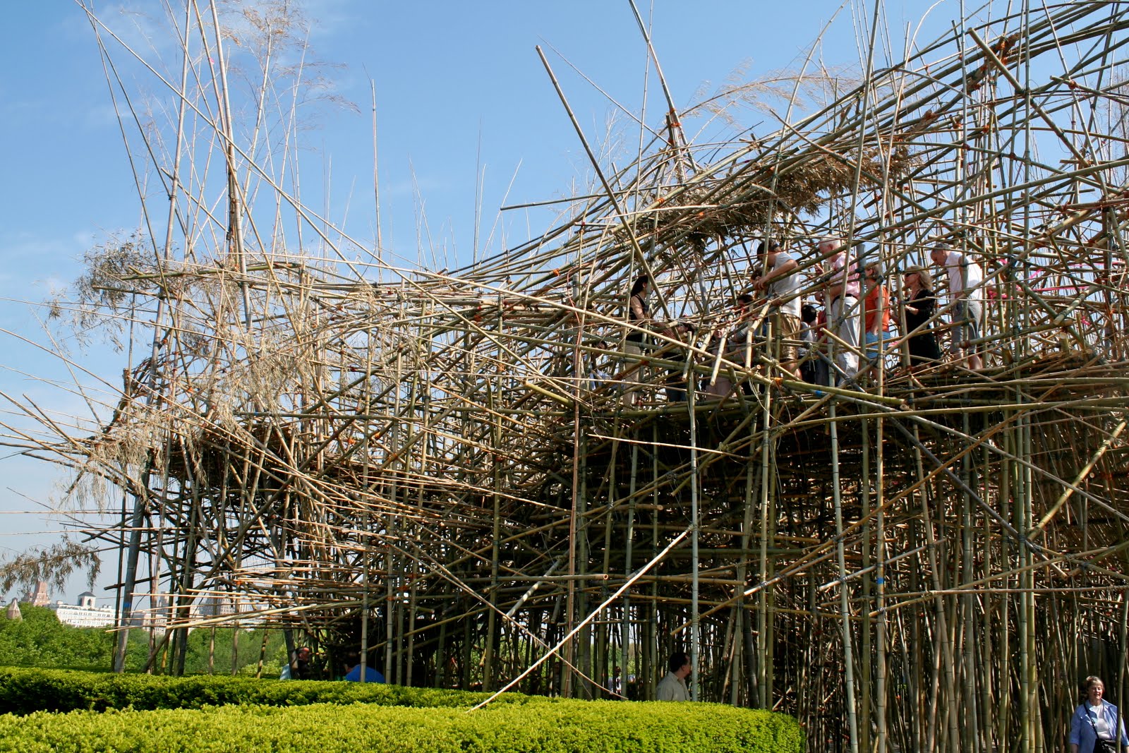 Garden Bytes from the Big Apple: BIG BAMBOO